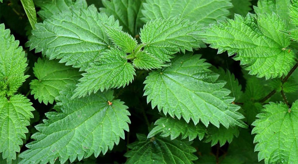 Nettle and hair growth Food, Life and Health